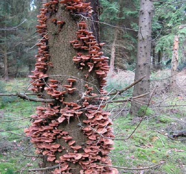 Sinh vật lớn nhất hành tinh là nấm Armillaria - Hình 9 Sinh vat lon nhat hanh tinh la nam Armillaria-Hinh-9