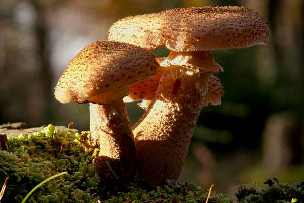 Sinh vật lớn nhất hành tinh là nấm Armillaria - Hình 3 Sinh vat lon nhat hanh tinh la nam Armillaria-Hinh-3