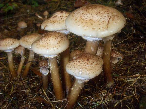 Sinh vật lớn nhất hành tinh là nấm Armillaria - Hình 6 Sinh vat lon nhat hanh tinh la nam Armillaria-Hinh-6