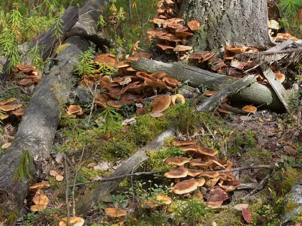 Sinh vật lớn nhất hành tinh là nấm Armillaria - Hình 8 Sinh vat lon nhat hanh tinh la nam Armillaria-Hinh-8