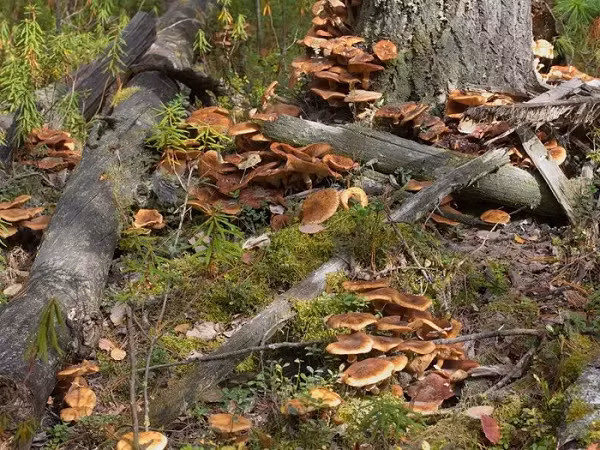 Sinh vat lon nhat hanh tinh la nam Armillaria-Hinh-8