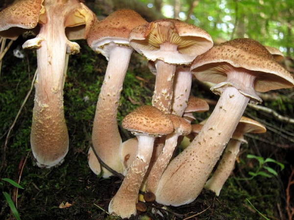 Sinh vật lớn nhất hành tinh là nấm Armillaria - Hình 5 Sinh vat lon nhat hanh tinh la nam Armillaria-Hinh-5