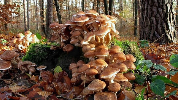 Sinh vật lớn nhất hành tinh là nấm Armillaria - Hình 2 Sinh vat lon nhat hanh tinh la nam Armillaria-Hinh-2