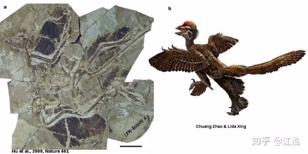 Khoi phuc mau sac cua khung long: Thuc chat co sac so?-Hinh-8