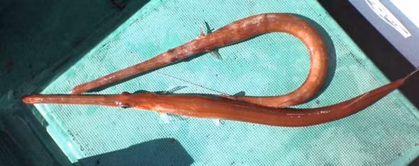 Bat duoc sinh vat la mieng dai ngoang, gia vo cung dat do-Hinh-12