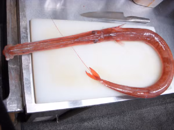 Bat duoc sinh vat la mieng dai ngoang, gia vo cung dat do-Hinh-4