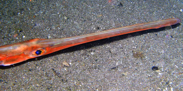 Bat duoc sinh vat la mieng dai ngoang, gia vo cung dat do-Hinh-10