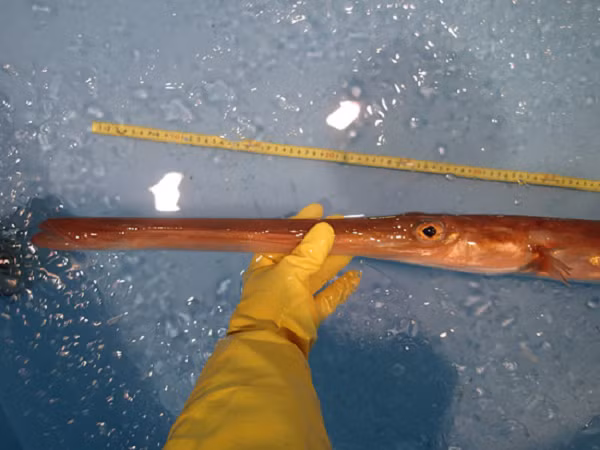 Bat duoc sinh vat la mieng dai ngoang, gia vo cung dat do-Hinh-8