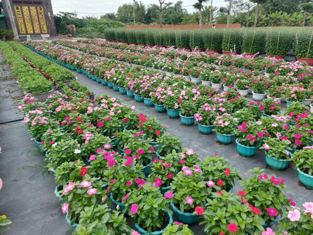 Sac Xuan ruc ro bao trum nhung lang hoa-Hinh-3