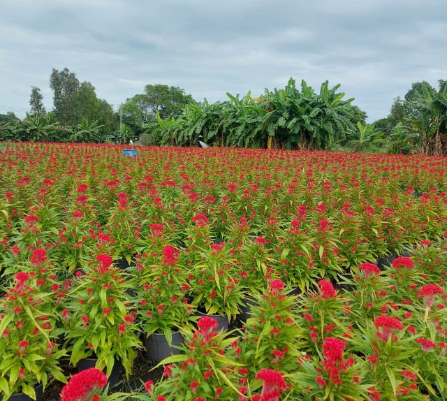 Sắc Xuân rực rỡ bao trùm những làng hoa Sac Xuan ruc ro bao trum nhung lang hoa