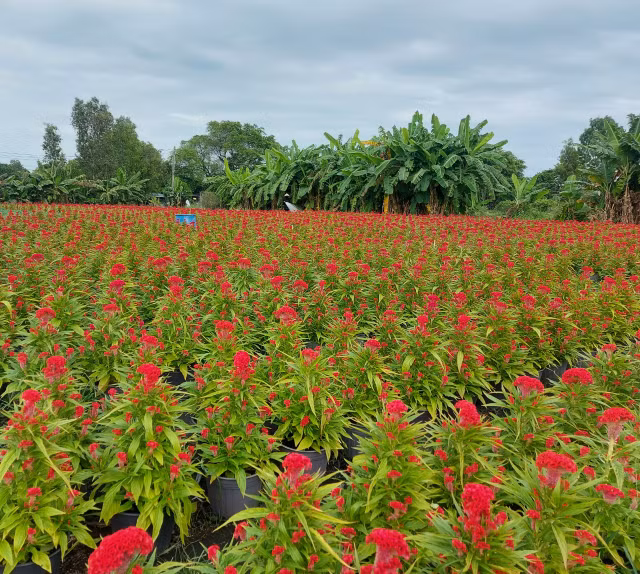 Sac Xuan ruc ro bao trum nhung lang hoa