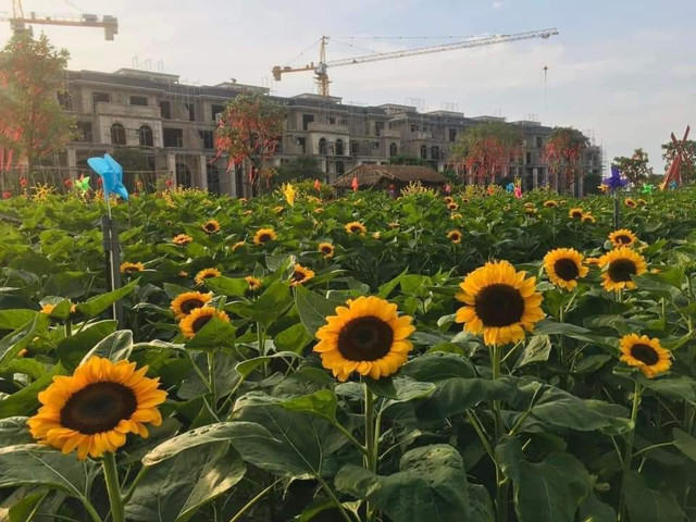 Sac Xuan ruc ro bao trum nhung lang hoa-Hinh-10