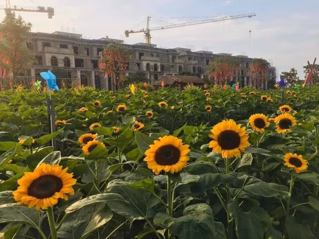 Sac Xuan ruc ro bao trum nhung lang hoa-Hinh-10