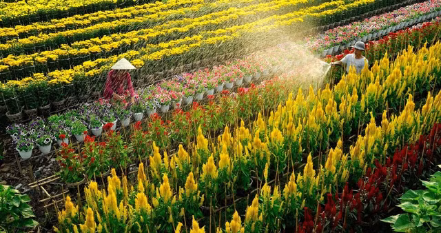 Sac Xuan ruc ro bao trum nhung lang hoa-Hinh-4