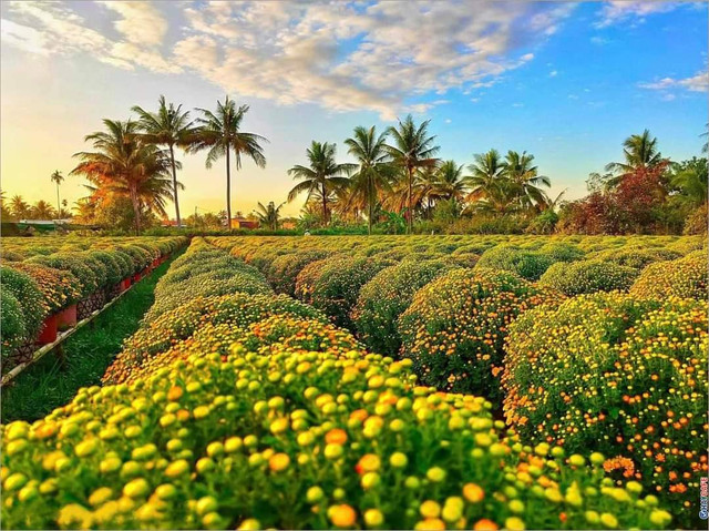 Sac Xuan ruc ro bao trum nhung lang hoa-Hinh-9