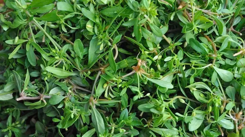 Rau đắng đất: biểu tượng sức sống miền sông nước và đặc sản vùng Tây