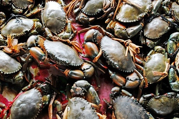 Cua Cà Mau tăng giá mạnh, chạm ngưỡng 850.000 đồng/kg