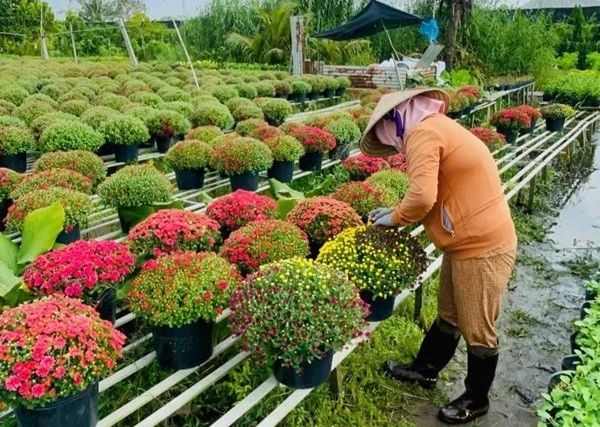 Làng hoa Sa Đéc, Chợ Lách hối hả vào vụ Tết Bính Ngọ 2026