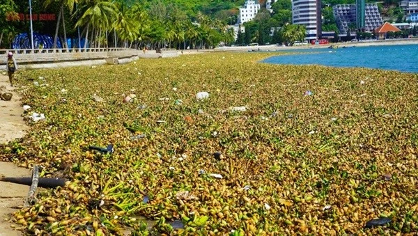 TP HCM thí điểm lắp phao chắn rác ngoài khơi Bãi Trước Vũng Tàu