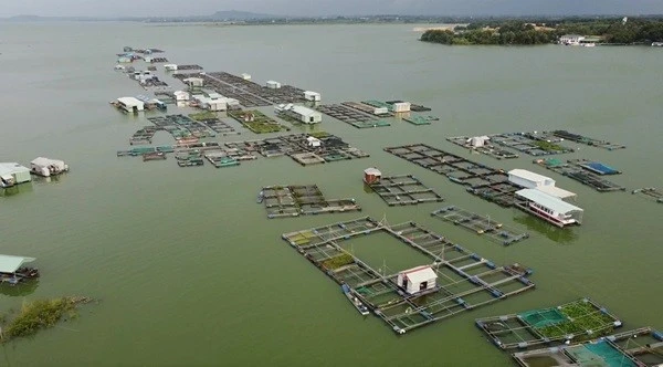 Đồng Nai sắp xếp, giải tỏa lồng bè dôi dư trên hồ Trị An