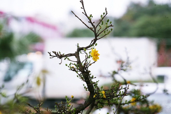 Những cây mai đều được chăm sóc tỉ mỉ, cắt tỉa, uốn nắn theo nhiều thế khác nhau để tạo sự khác biệt và tăng thêm giá trị của cây.