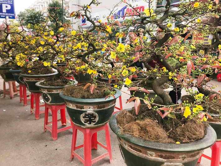 Theo nhiều người bán hàng, hầu hết những chậu mai ở đây đều được đưa từ Bình Định ra Hà Nội phục vụ người dân dịp Tết cổ truyền.
