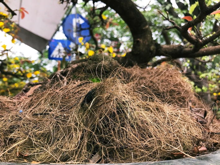 Để giữ nước cho gốc mai, người bán phủ lên một lớp cỏ khô.