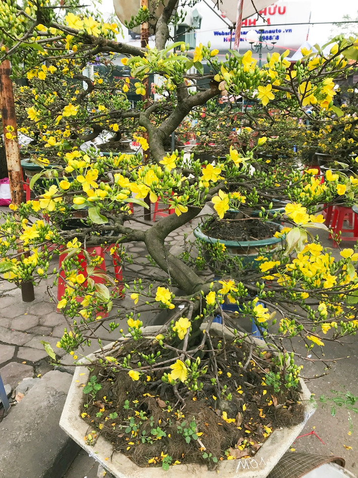 Trong khi đó, các chậu vừa và lớn sẽ giao động từ 6-8 triệu đồng/chậu. Những cây mai thế trên 10 năm có giá lên đến hàng chục triệu đồng.