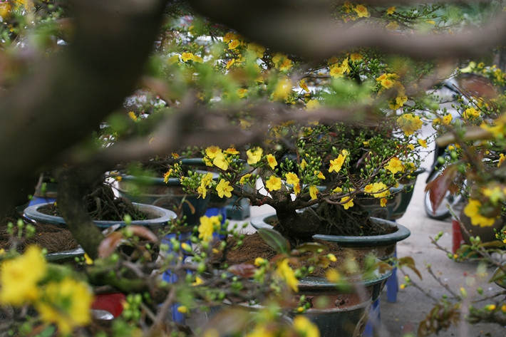 Các cây mai được bày bán khắp vỉa hè đường Tố Hữu (Hà Nội).