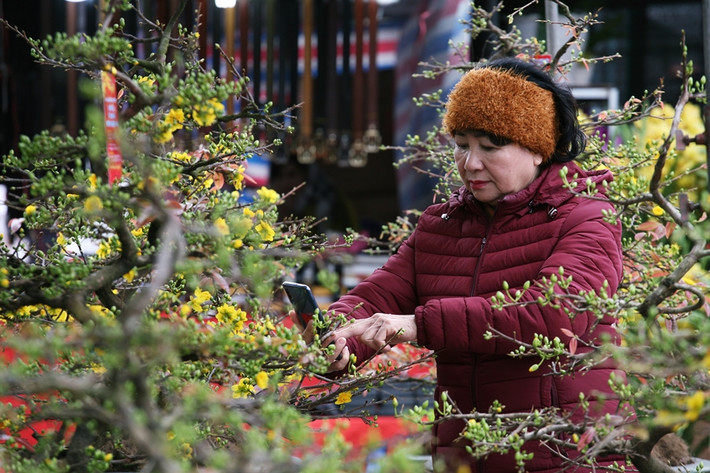 Một số người khác tranh thủ chụp lại sắc vàng của hoa mai Bình Định để lưu làm kỷ niệm hoặc khoe với người thân.