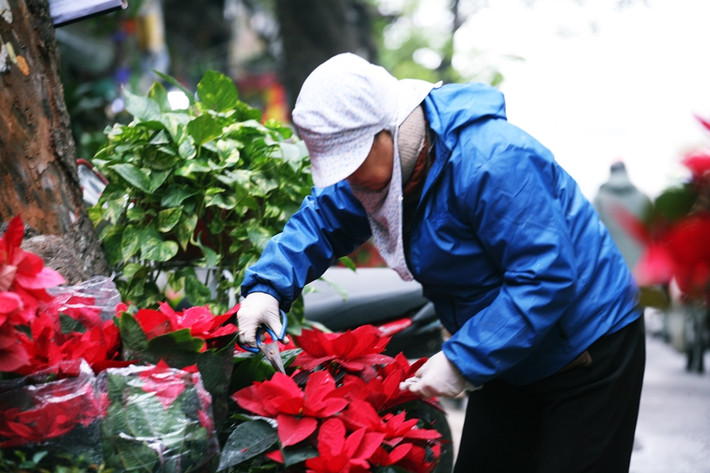 Những người bán cắt tỉa hoa nhẹ nhàng, tỉ mỉ và cẩn thận, tránh cho cánh khoa không bị rơi rụng.
