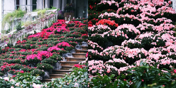 Mặc dù không có nhiều loại cây cảnh đặc trưng của ngày Tết như: quất, đào, mai,… nhưng chợ hoa Hoàng Hoa Thám những ngày này vẫn nhuộm với sắc hoa xuân rực rỡ.