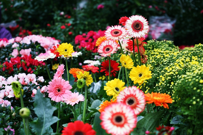 Giá của một khóm hoa đồng tiền kép được bán ở đây trên 200 nghìn đồng.