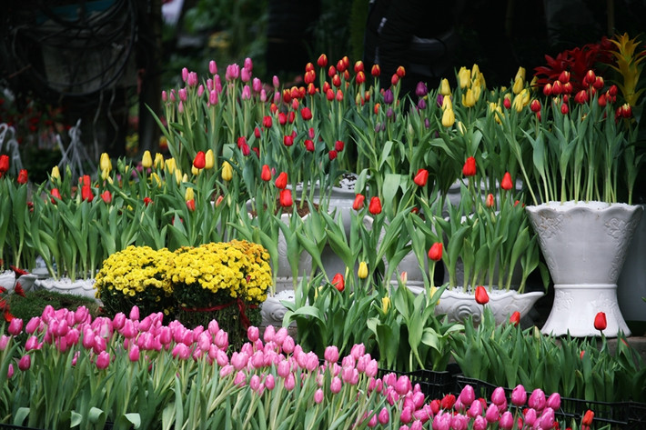 Hoa tulip được bày bán ở Hoàng Hoa Thám rất nhiều, thoải mái cho mọi người chọn lựa.