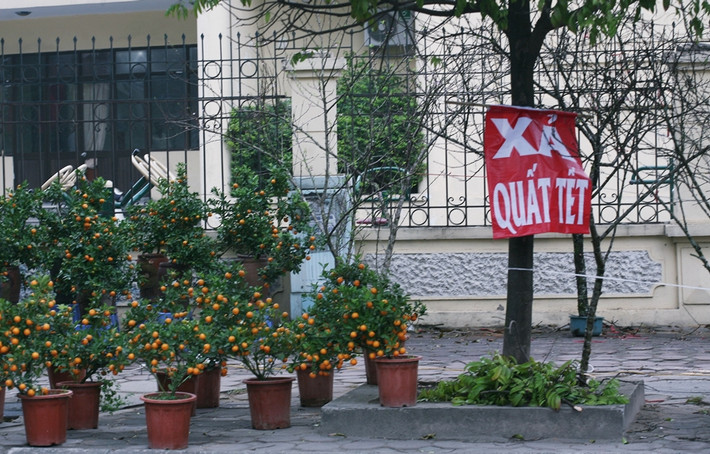 Tại khu vực ngã tư Trung Kính - Dương Đình Nghệ (Cầu Giấy, Hà Nội), một tiểu thương treo biển "xả quất Tết", ai di chuyển ngang qua đều dễ dàng trông thấy.