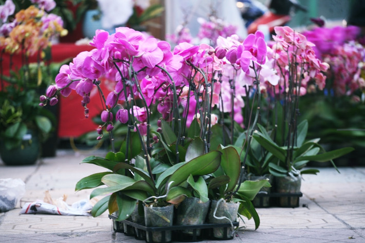 Thỏa sức để người dân Thủ đô ngắm, chọn.