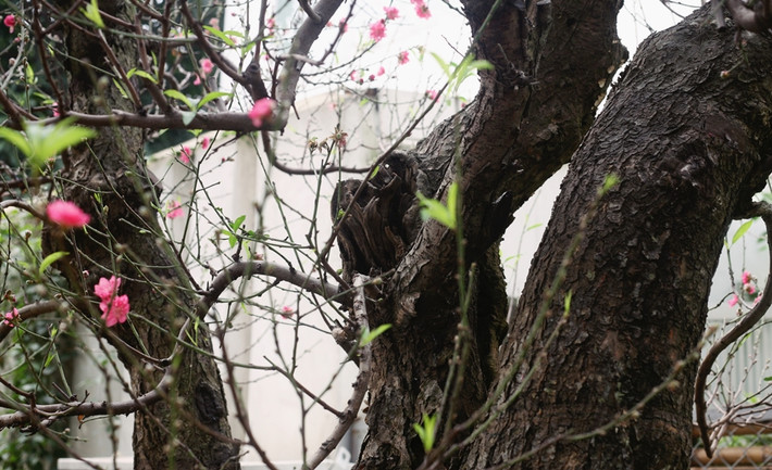 Nữ chủ vườn chia sẻ thêm, thường chỉ có các cơ quan hoặc công ty lớn hay là“đại gia” có sân vườn rộng mới mua những cây đào này về chơi Tết Nguyên đán 2020.