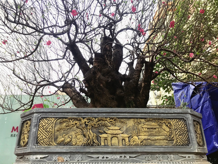 Những gốc đào cổ thụ bày bán ở đây đều được đặt trong những chiếc chậu với thiết kế hoa văn bắt mắt.