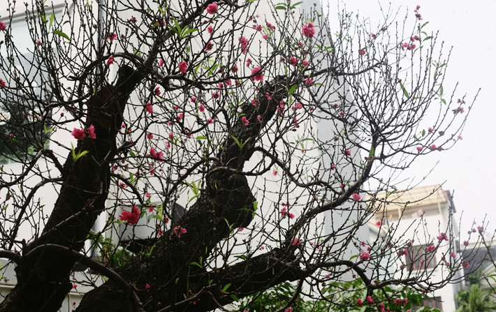 Với mỗi cây đào cổ có hình dáng lạ mắt, đường kính gốc trên 80cm thì bán giá trên 100 triệu đồng, thậm chí có cây bán đến vài trăm triệu đồng. Trường hợp, khách hàng chỉ có nhu cầu thuê dịp Tết giá sẽ ở mức khác.