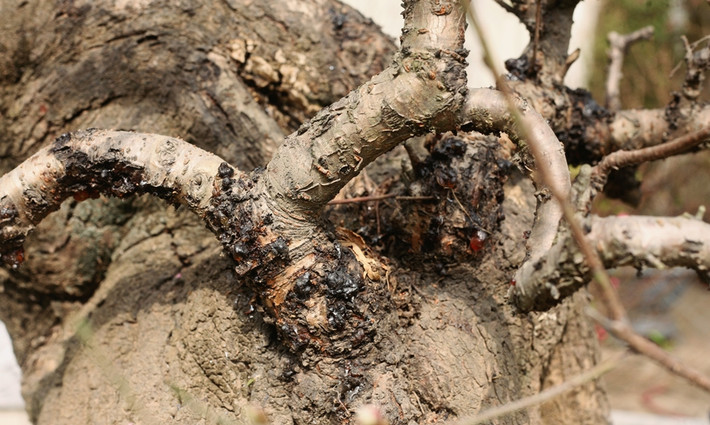 Do những gốc đào này ở đây đã già, to và sáng cây nên được giá.