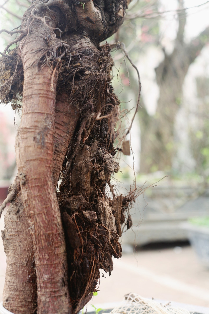 Nếu thuận lợi, khách chơi đào nhiều, thì ước tính các chủ vườn đào cổ thụ này sẽ thu về bạc tỷ dịp Tết Nguyên đán 2020.