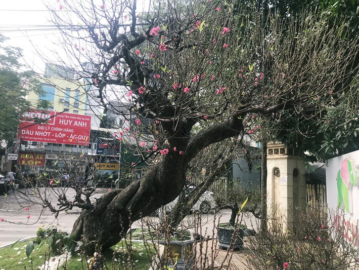 Theo quan sát của PV Kiến Thức, bên cạnh những cây đào bình dân thì dọc trên tuyến đường Lạc Long Quân còn xuất hiện nhiều gốc đào cổ thụ.