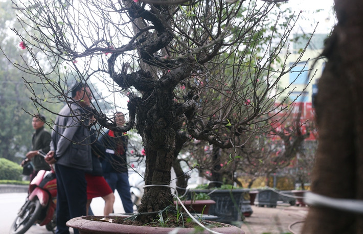 Những ngày cận Tết Nguyên đán Canh Tý 2020, dọc tuyến đường Lạc Long Quân (Tây Hồ, Hà Nội) các gốc đào bắt đầu được chủ vườn nhộn nhịp bày bán phục vụ nhu cầu chơi Tết của người dân.
