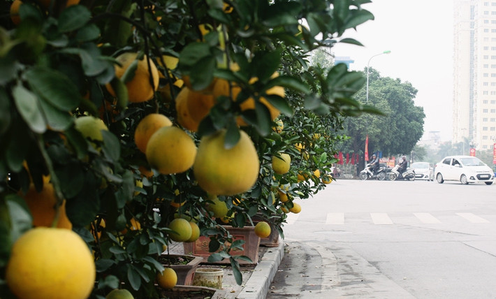 Phần lớn cacs cây bưởi cảnh ở khu vực vườn hoa Lạc Long Quân là bưởi Diễn ghép vận chuyển từ xã Song Phương, huyện Hoài Đức, TP Hà Nội.