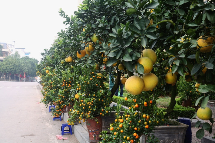 Những trái bưởi vàng ươm còn được xếp xen kẽ với những cây quất phục vụ nhu cầu chơi Tết của người dân rất bắt mắt.