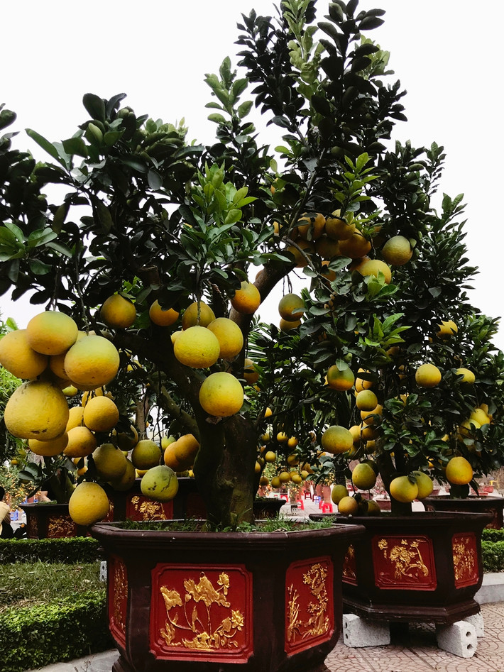 Một chủ vườn ở đây chia sẻ, dịp Tết năm nào gia đình anh cũng vận chuyển khoảng trên 100 cây bưởi Diễn cảnh từ xã Song Phương lên đây bán. Giá bưởi cảnh năm nay giao động từ mấy triệu đồng/cây nhỏ, trung bình thì 10 - 15 triệu đồng/cây. Đối với những cây to được bán từ 40-50 triệu đồng/cây.