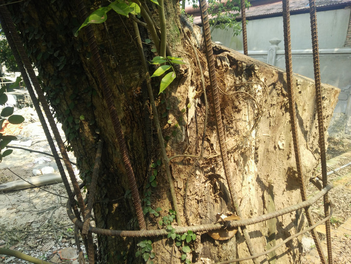 Ngoài ra, phía cộng đồng dân cư Phụ Chính sẽ có 23 thành viên sẽ giám sát việc khai thác cây sưa này.