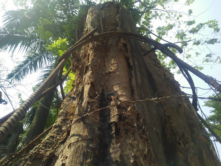 Cây sưa hiện giờ chỉ cao chưa đầy 5m, đường kính cây hơn 1m và được người dân thôn Phụ Chính gắn “giáp sắt” để bảo vệ, tránh những tên "sưa tặc" trộm cắp. Hiện cây sưa có hiện tượng khô một phần gốc, mối mọt gặm nhấm nham nhở trên thân cây…