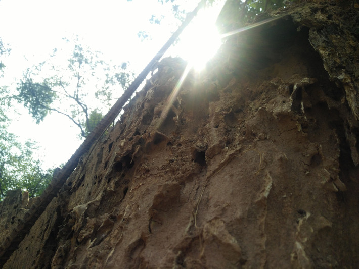 Mối mọt đục khoét hết trên phần thân của cây sưa.