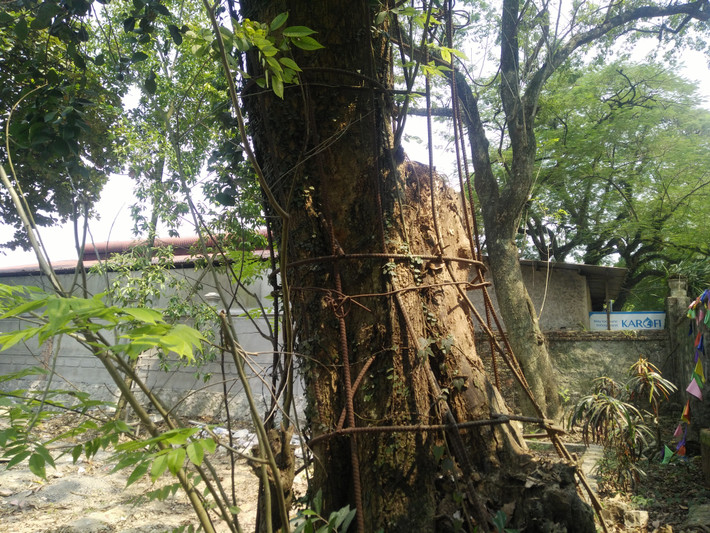 Để tránh bị "sưa tặc" người dân thôn Phụ Chính đã phải "mặc áo giáp sắt" cho cây sưa.